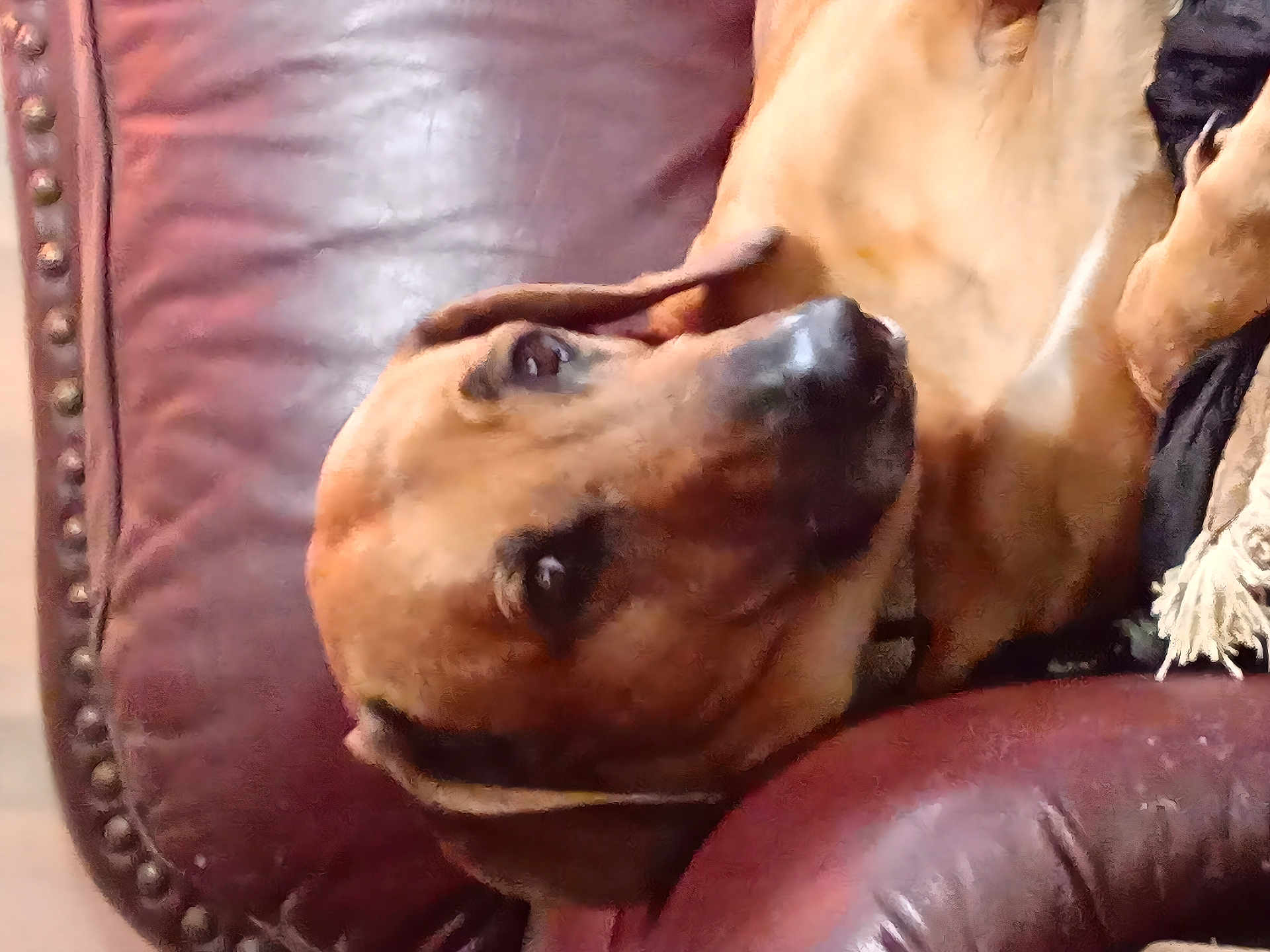 Loki joined the competition — help win amazing prizes! dog, leather_chair, brown_dog, pet, indoor, closeup, relaxed, canine, furniture, resting, companion, portrait, domestic_animal, animal, snout, ears, fur, collar, household, comfort