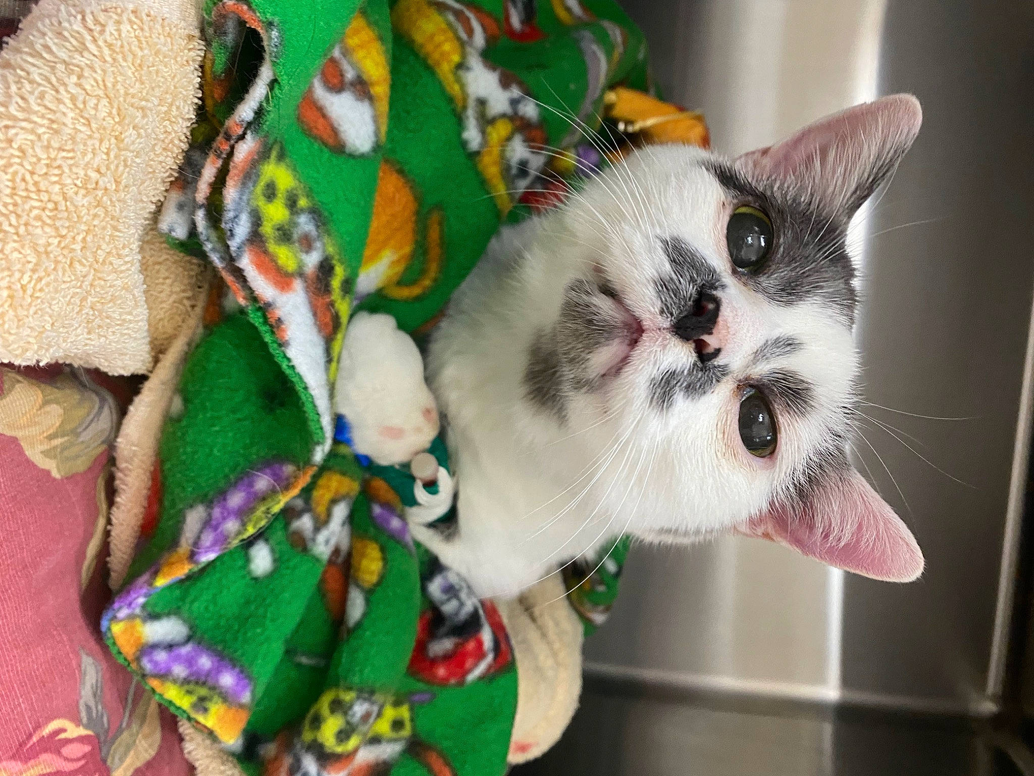 Jamie joined the competition — help win amazing prizes! carnivore, cat, collar, creative_arts, domestic_short_haired_cat, door, fawn, felidae, fur, linens, pattern, plant, small_to_medium_sized_cats, tail, textile, tree, whiskers, wool, woven_fabric