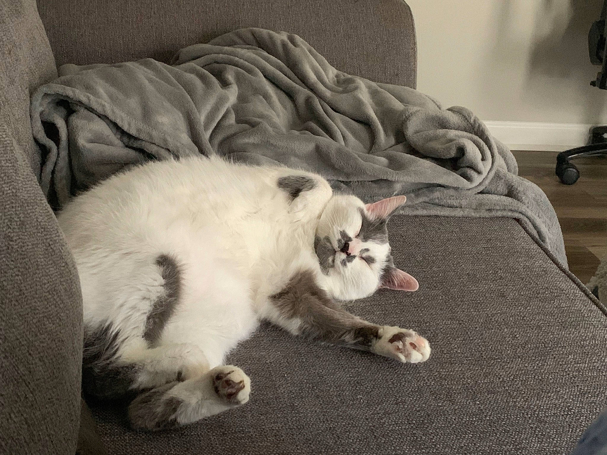 Jamie joined the competition — help win amazing prizes! carnivore, cat, claw, comfort, couch, domestic_short_haired_cat, felidae, flooring, fur, grey, hardwood, linens, paw, room, sitting, small_to_medium_sized_cats, snout, tail, whiskers, wood