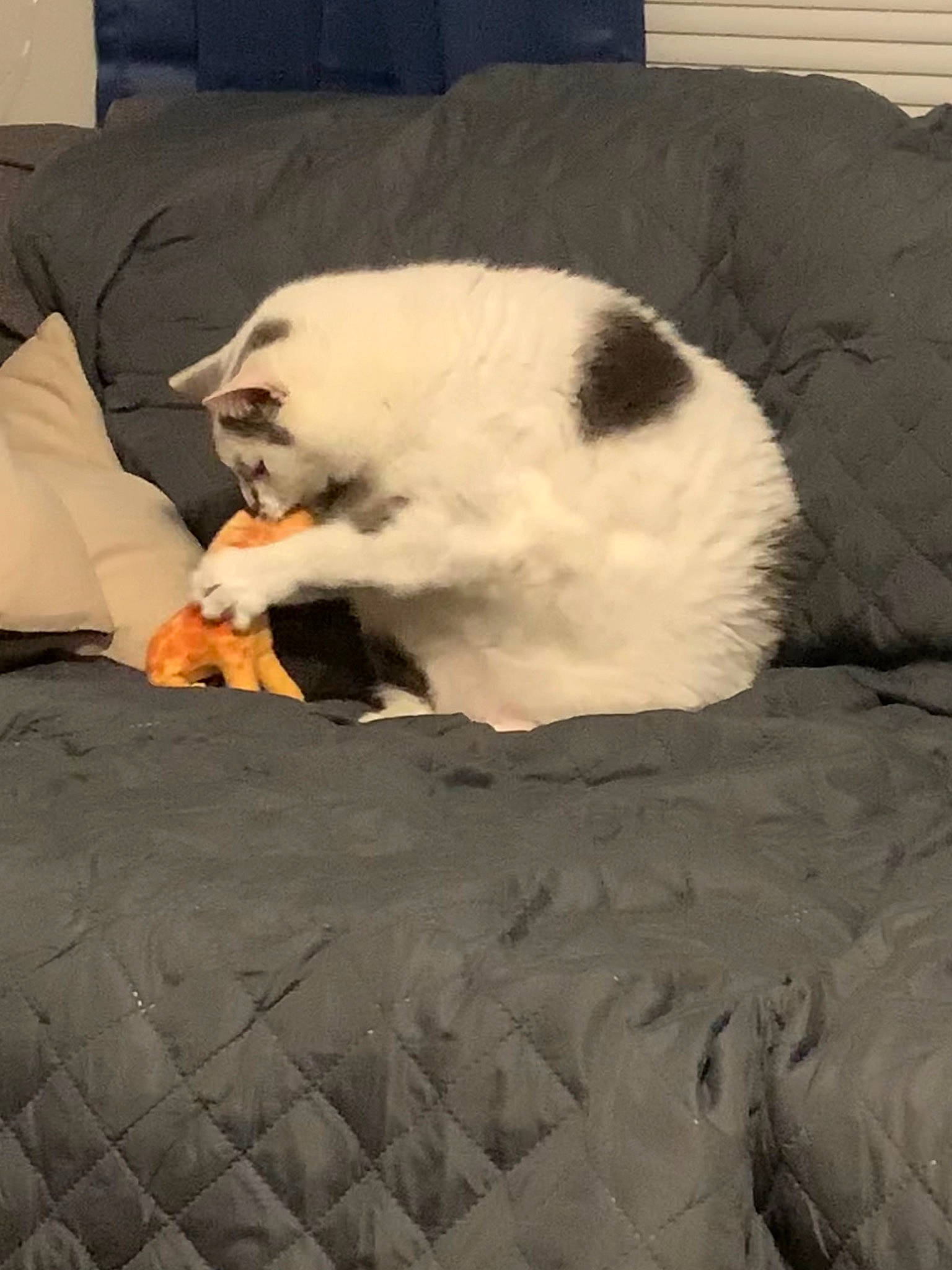 Jamie is registered to the contest to win money with this photo: automotive_tire, carnivore, cat, cat_bed, claw, comfort, dog_breed, domestic_short_haired_cat, felidae, fur, nap, paw, sitting, small_to_medium_sized_cats, snout, tail, terrestrial_animal, tread, whiskers, wood