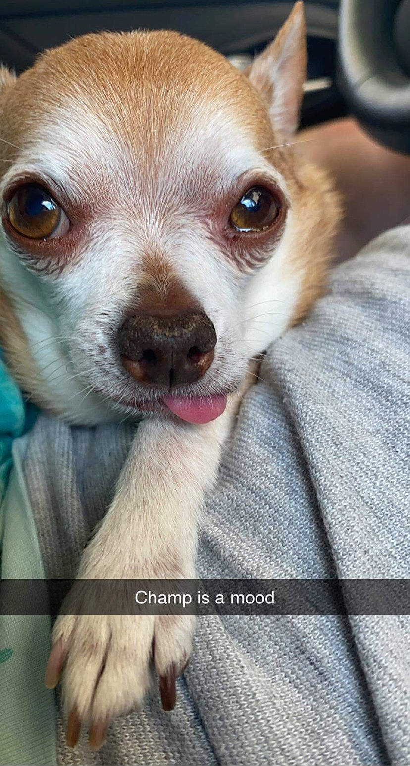 Champ is registered to the contest to win money with this photo: canidae, carnivore, chihuahua, companion_dog, corgi_chihuahua, dog, dog_breed, ear, fawn, fur, photo_caption, photography, puppy, snout, sporting_group, terrestrial_animal, toy_dog, whiskers, working_animal