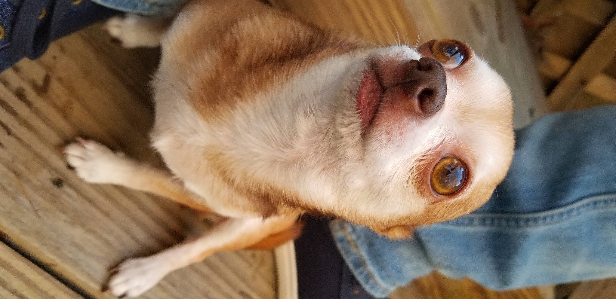 Champ joined the competition — help win amazing prizes! carnivore, close_up, companion_dog, dog, dog_breed, ear, eye, eyelash, fawn, fur, head, iris, jaw, liver, nose, snout, sporting_group, whiskers, wood, working_animal