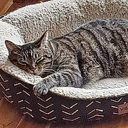 Osman joined the competition — help win amazing prizes! cat, tabby, sleeping, pet_bed, cozy, fur, paw, resting, indoor, wooden_floor, striped, animal, cute, relaxed, feline, home, soft, comfortable, napping, domestic_cat