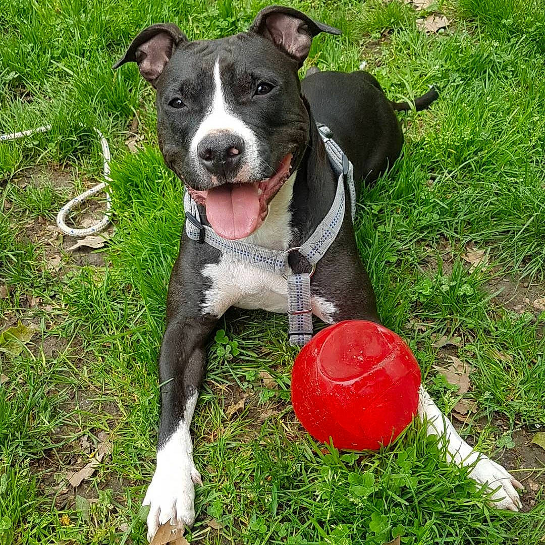 Réglisse participe au concours pour gagner de l'argent avec cette photo : ball, carnivore, collar, companion_dog, dog, dog_breed, dog_collar, dog_supply, grass, leash, personal_protective_equipment, pet_supply, plant, snout, sporting_group, sports_equipment, sports_toy, toy, whiskers, working_animal