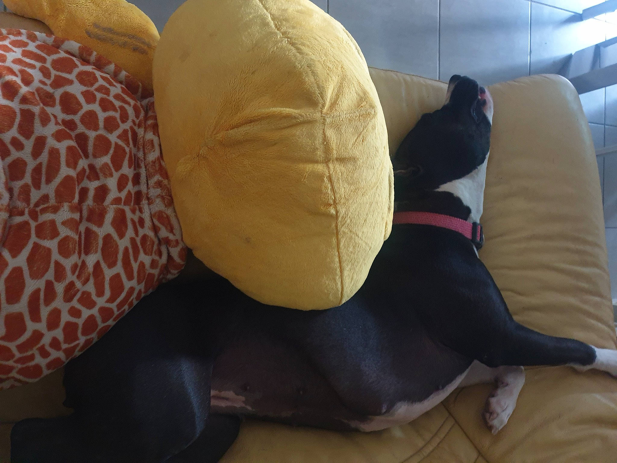 Réglisse a rejoint le concours — aidez-le/la à gagner de superbes lots ! bag, comfort, couch, flooring, fur, hardwood, human_leg, knee, linens, mammal, pillow, plush, room, studio_couch, stuffed_toy, textile, thigh, toy, vertebrate, wood