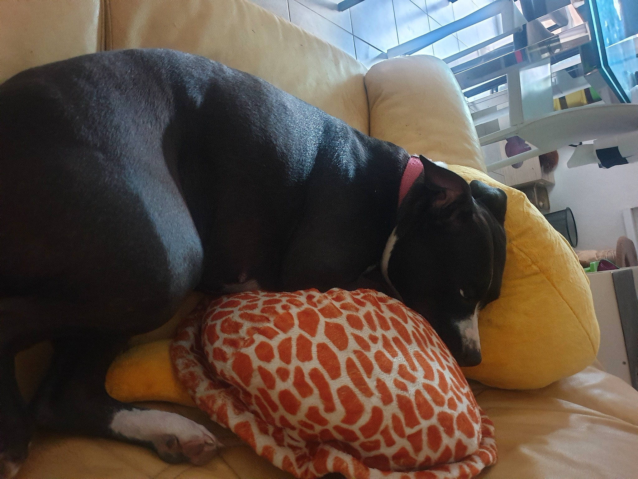 Réglisse participe au concours pour gagner de l'argent avec cette photo : bedding, canidae, carnivore, comfort, companion_dog, couch, dog, dog_bed, dog_breed, dog_supply, fawn, flooring, human_leg, linens, living_room, pillow, sporting_group, studio_couch, stuffed_toy, working_animal