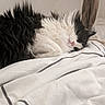 Tess participe au concours pour gagner de l'argent avec cette photo : animal, bed, black_and_white, blanket, cat, comfort, cozy, cute, domestic, feline, fluffy, fur, indoor, nap, peaceful, pet, relaxation, resting, sleeping, soft