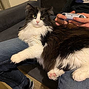Tess participe au concours pour gagner de l'argent avec cette photo : black_and_white_cat, casual, cat, companion, couch, cozy, feline, fluffy_cat, game_controller, hands, home, indoor, jeans, lap, person, pet, playing, relaxing, sneakers, wooden_floor