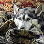 dog, husky, blue_eyes, blanket, couch, indoor, cozy, resting, pet, fur, animal, face, ears, snout, tapestry, farm, decor, relaxed, comfort, home
