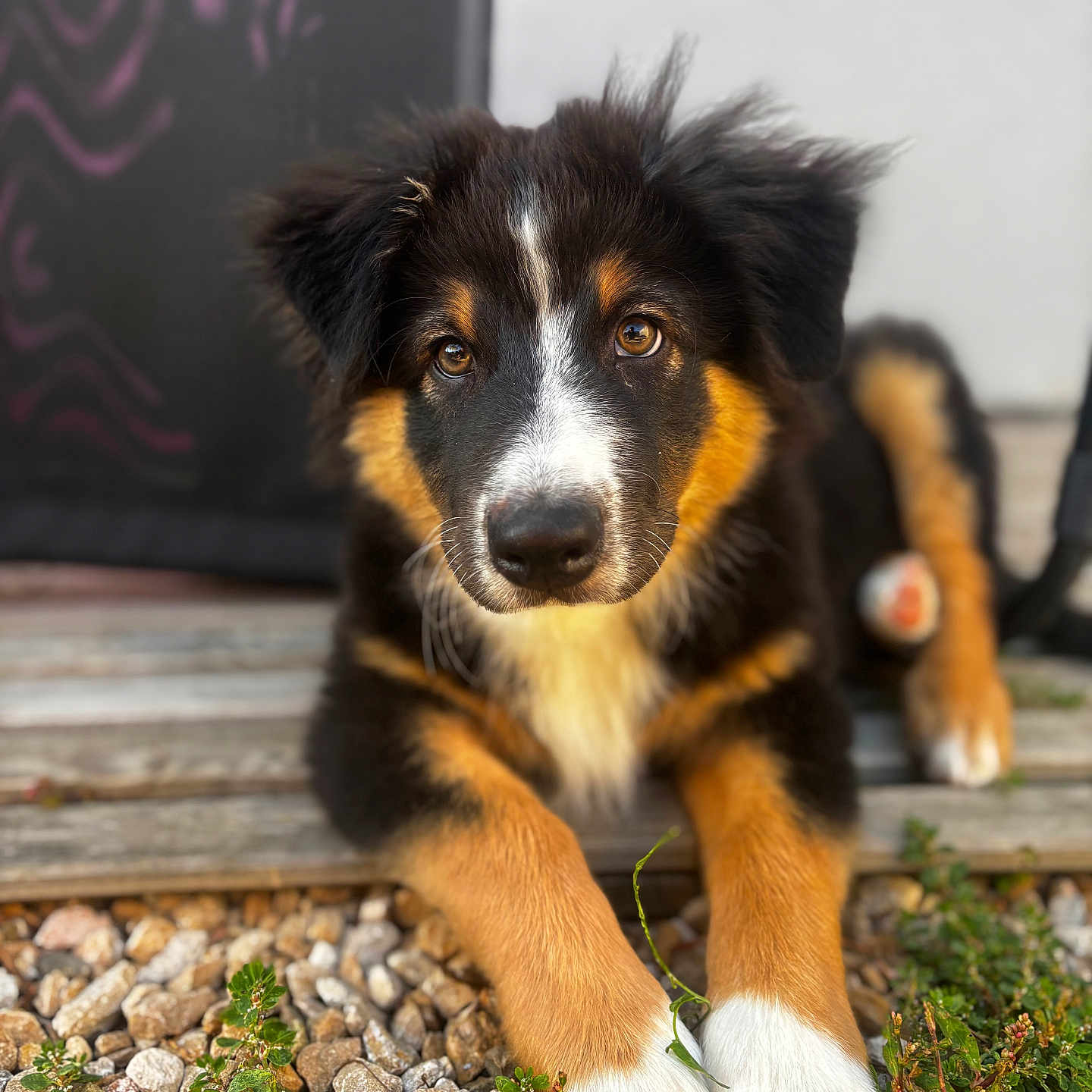 Milo a rejoint le concours — aidez-le/la à gagner de superbes lots ! adorable, animal, black_fur, brown_eyes, close_up, curious_expression, dog, fur, green_plants, lying_down, nature, outdoor, pet, portrait, puppy, rocks, tan_fur, white_paws, wooden_surface, young_dog