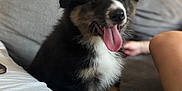 Milo a rejoint le concours — aidez-le/la à gagner de superbes lots ! puppy, dog, tongue_out, black_fur, white_fur, brown_fur, sitting, couch, indoor, blurred_background, pet, happy, cute, furry, animal, companion, young_dog, domestic, cozy, living_room