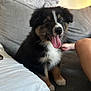 puppy, dog, tongue_out, black_fur, white_fur, brown_fur, sitting, couch, indoor, blurred_background, pet, happy, cute, furry, animal, companion, young_dog, domestic, cozy, living_room