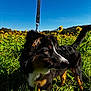 Milo a rejoint le concours — aidez-le/la à gagner de superbes lots ! dog, leash, grass, sunflowers, field, outdoor, nature, sky, blue_sky, pet, animal, fur, tail, daylight, canine, plant, summer, flora, muzzle, ears