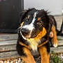 Milo a rejoint le concours — aidez-le/la à gagner de superbes lots ! puppy, dog, animal, pet, cute, outdoor, wood, pebbles, fur, black, brown, white, face, eyes, nose, whiskers, young, lying_down, nature, curious