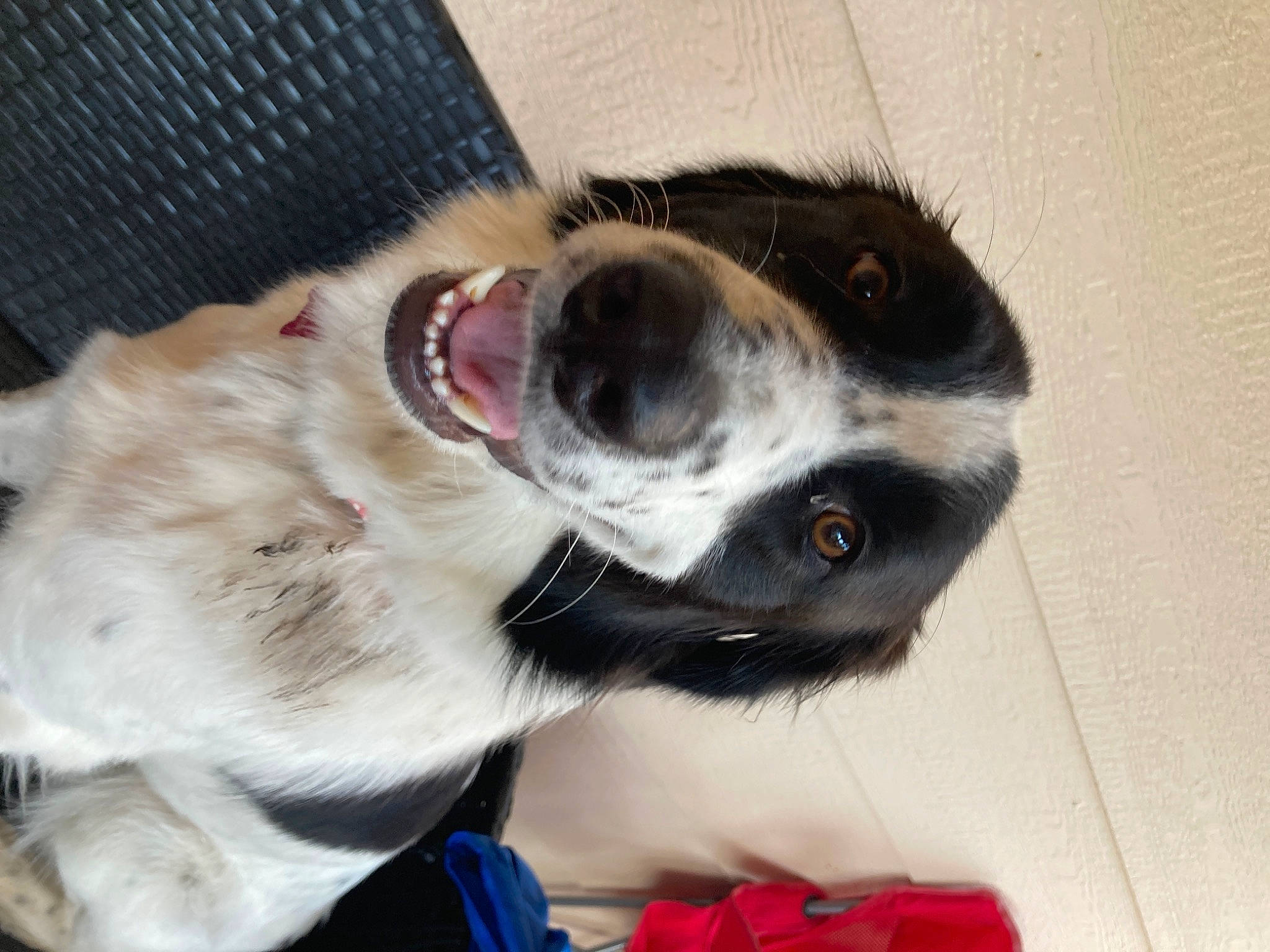 Daisy joined the competition — help win amazing prizes! canidae, carnivore, collar, companion_dog, dog, dog_breed, dog_collar, eyewear, fang, fawn, fur, jaw, leash, paw, snout, sporting_group, tail, whiskers, working_animal, yawn