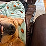 animal, blanket, carpet, closeup, comfort, couch, cozy, dog, golden_retriever, home, indoor, leather_furniture, legs, person, pet, pumpkin_pattern, relaxed, smiling_dog, socks, wood_floor