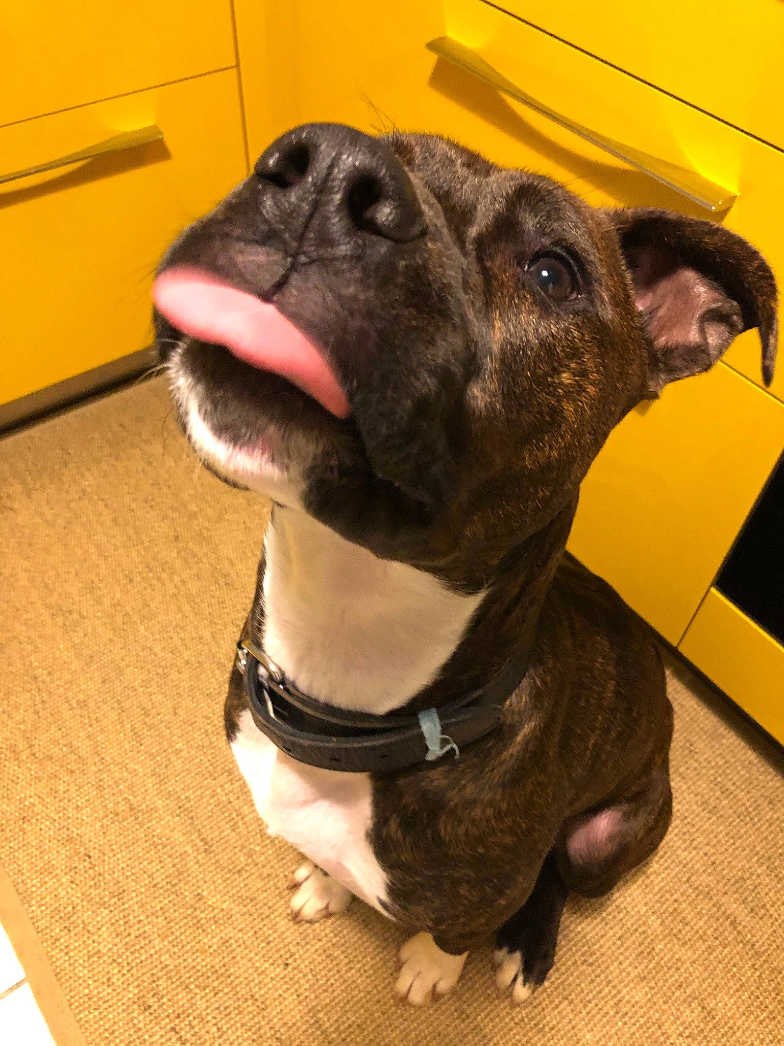 Attila a rejoint le concours — aidez-le/la à gagner de superbes lots ! american_pit_bull_terrier, american_staffordshire_terrier, canidae, carnivore, collar, companion_dog, dog, dog_breed, dog_collar, fawn, mammal, non_sporting_group, nose, paw, pit_bull, snout, staffordshire_bull_terrier, whiskers, yellow