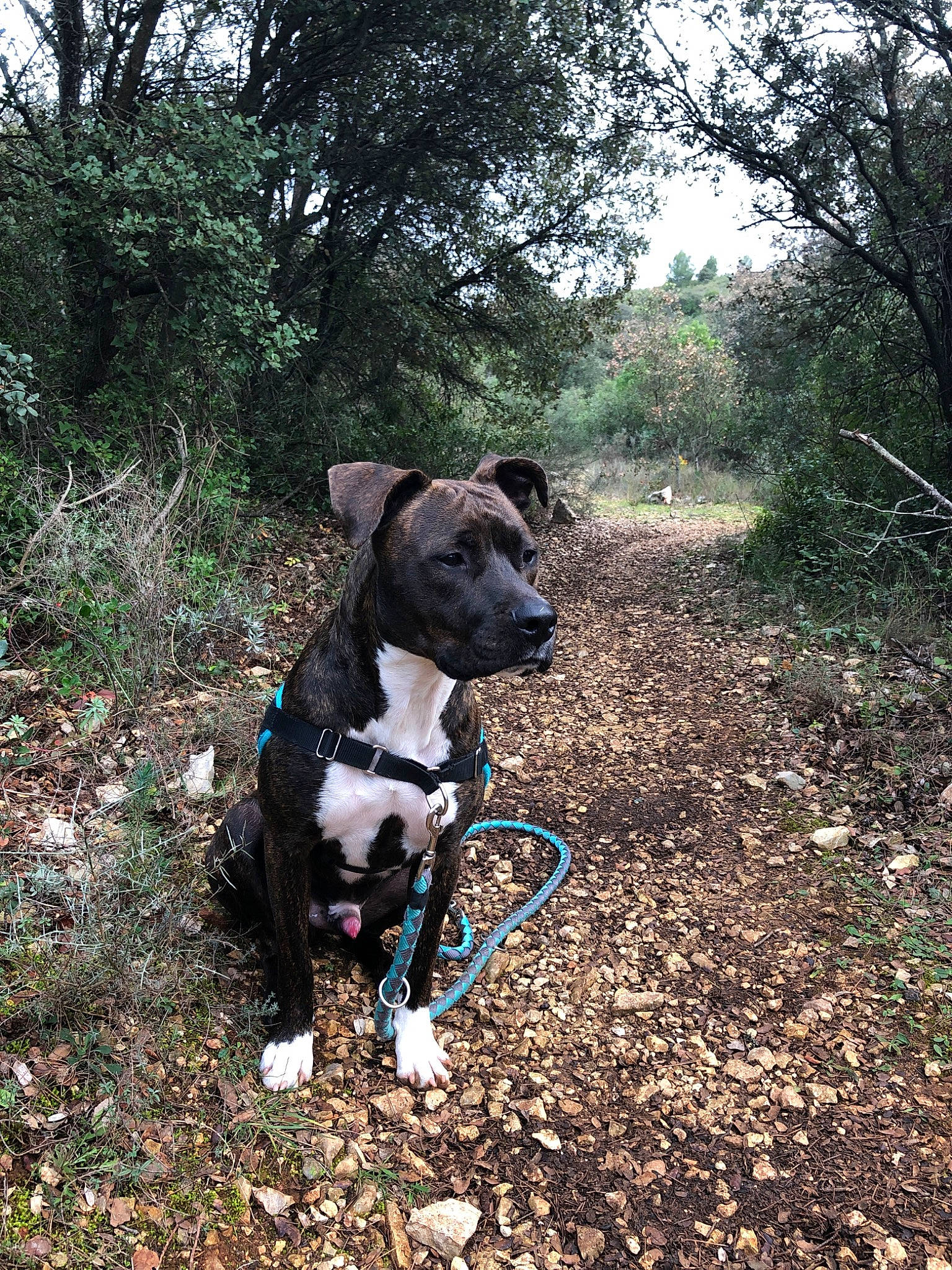 Attila a rejoint le concours — aidez-le/la à gagner de superbes lots ! adventure, american_pit_bull_terrier, american_staffordshire_terrier, canidae, carnivore, dog, dog_breed, dog_collar, dog_walking, fawn, hunting_dog, mountain_cur, non_sporting_group, patterdale_terrier, plant, rare_breed_dog, sporting_group, trail, walking