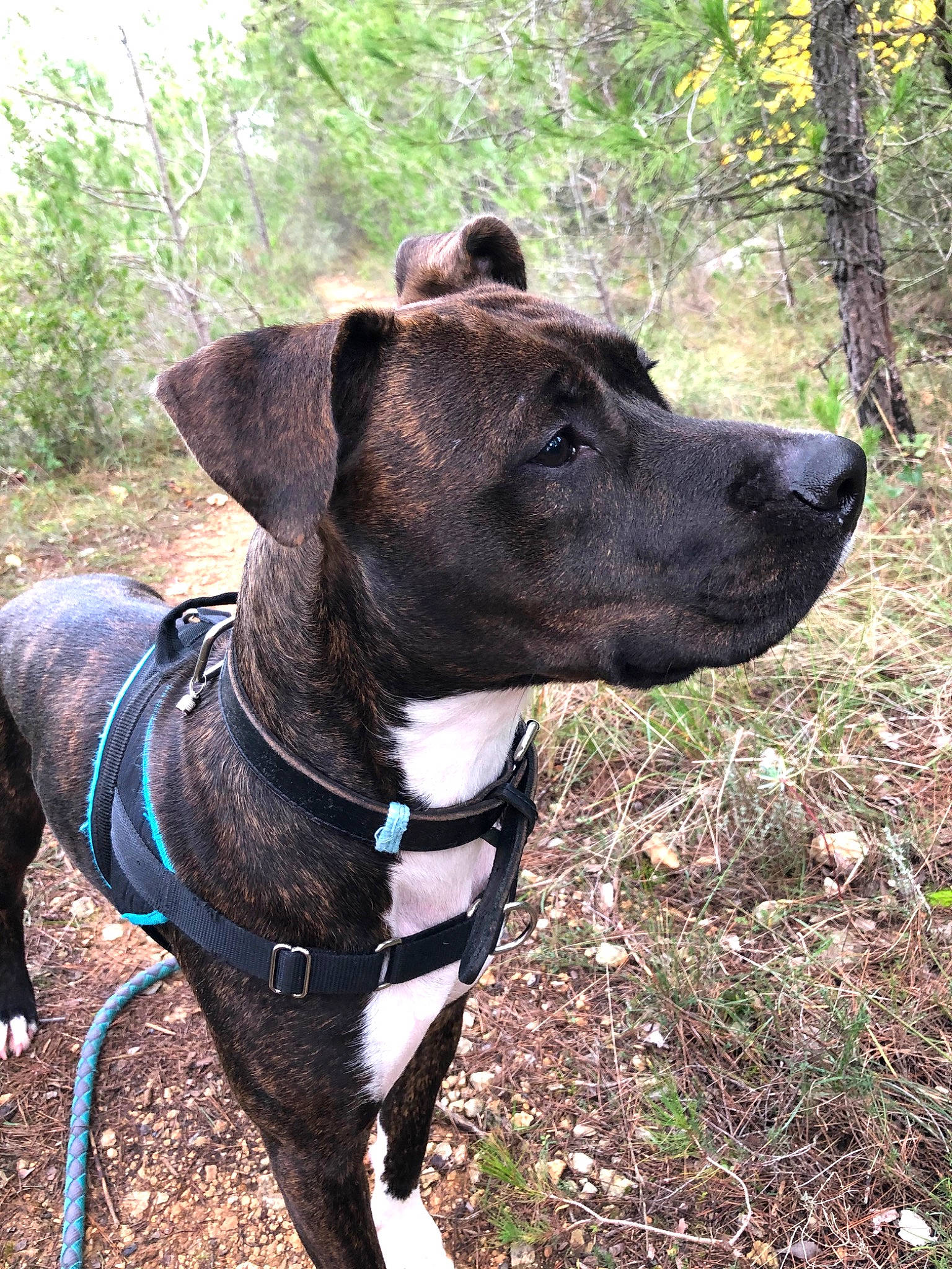 Attila participe au concours pour gagner de l'argent avec cette photo : alano_espanol, alaunt, american_pit_bull_terrier, american_staffordshire_terrier, bandog, canidae, carnivore, collar, dog, dog_breed, dog_collar, fawn, mammal, mountain_cur, non_sporting_group, plant, rare_breed_dog, snout, sporting_group, vertebrate