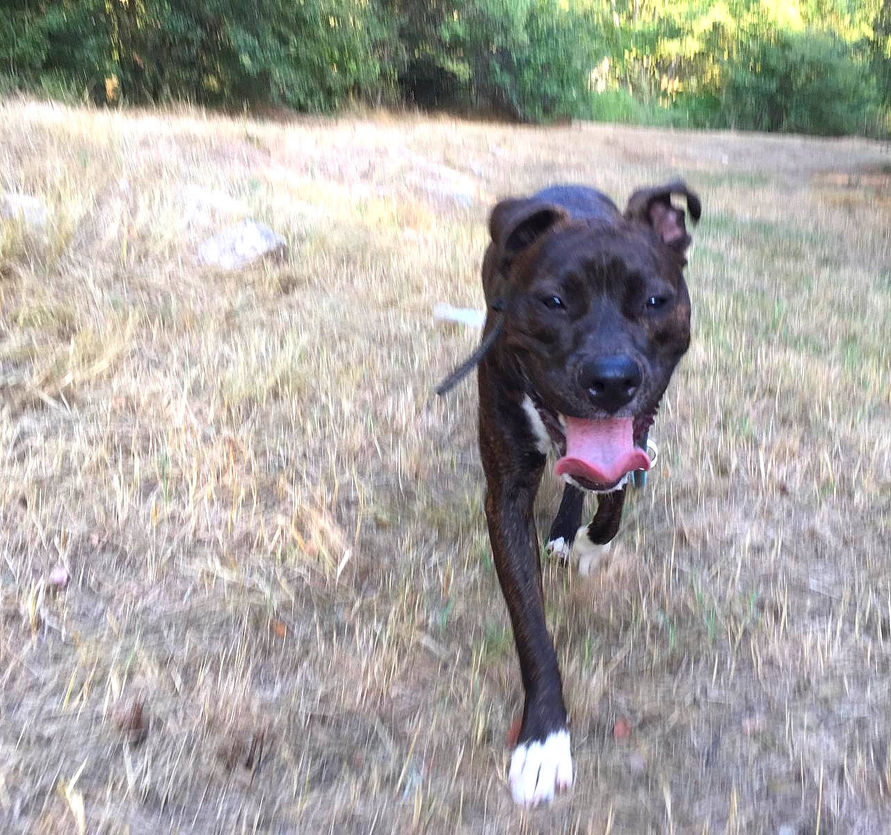 Attila participe au concours pour gagner de l'argent avec cette photo : alaunt, american_pit_bull_terrier, american_staffordshire_terrier, bandog, canidae, carnivore, dog, dog_breed, fawn, mammal, mountain_cur, non_sporting_group, snout, sporting_group, staffordshire_bull_terrier, terrier, vertebrate