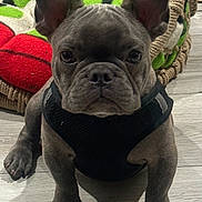 Myloo is registered to the contest to win money with this photo: dog, french_bulldog, puppy, pet_bed, floor, indoor, black_harness, ears, face, paws, canine, animal, looking_at_camera, cute, young, domestic_animal, companion, closeup, sitting, brown_floor