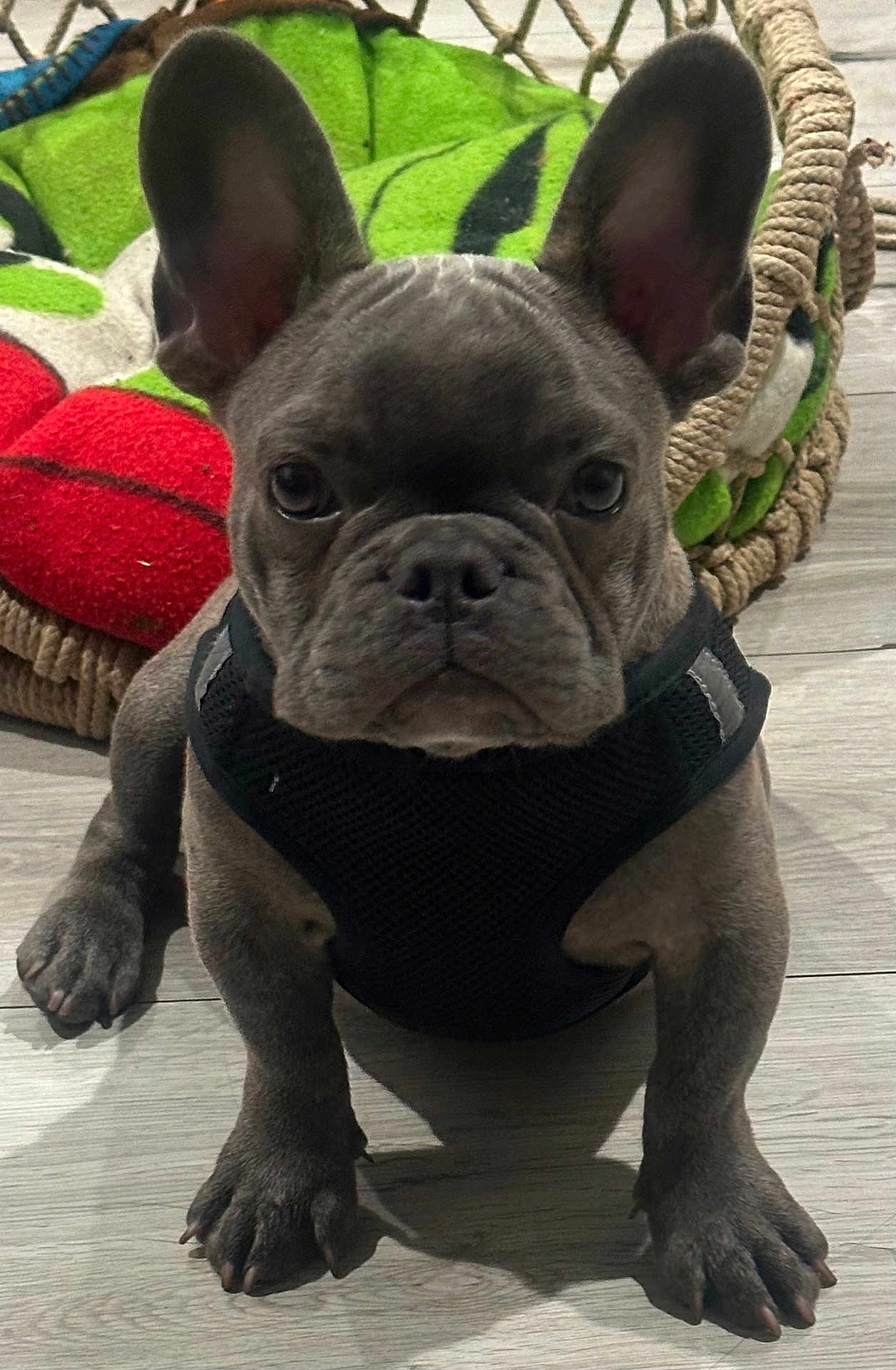 Myloo is registered to the contest to win money with this photo: dog, french_bulldog, puppy, pet_bed, floor, indoor, black_harness, ears, face, paws, canine, animal, looking_at_camera, cute, young, domestic_animal, companion, closeup, sitting, brown_floor