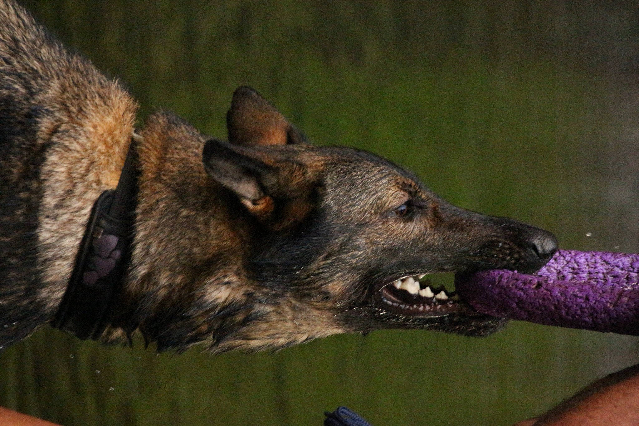 Pandora a rejoint le concours — aidez-le/la à gagner de superbes lots ! biting, canidae, canis, carnivore, dog, dog_breed, eye, fang, fawn, fur, gesture, grass, plant, snout, sporting_group, terrestrial_animal, whiskers, wildlife, working_animal, working_dog