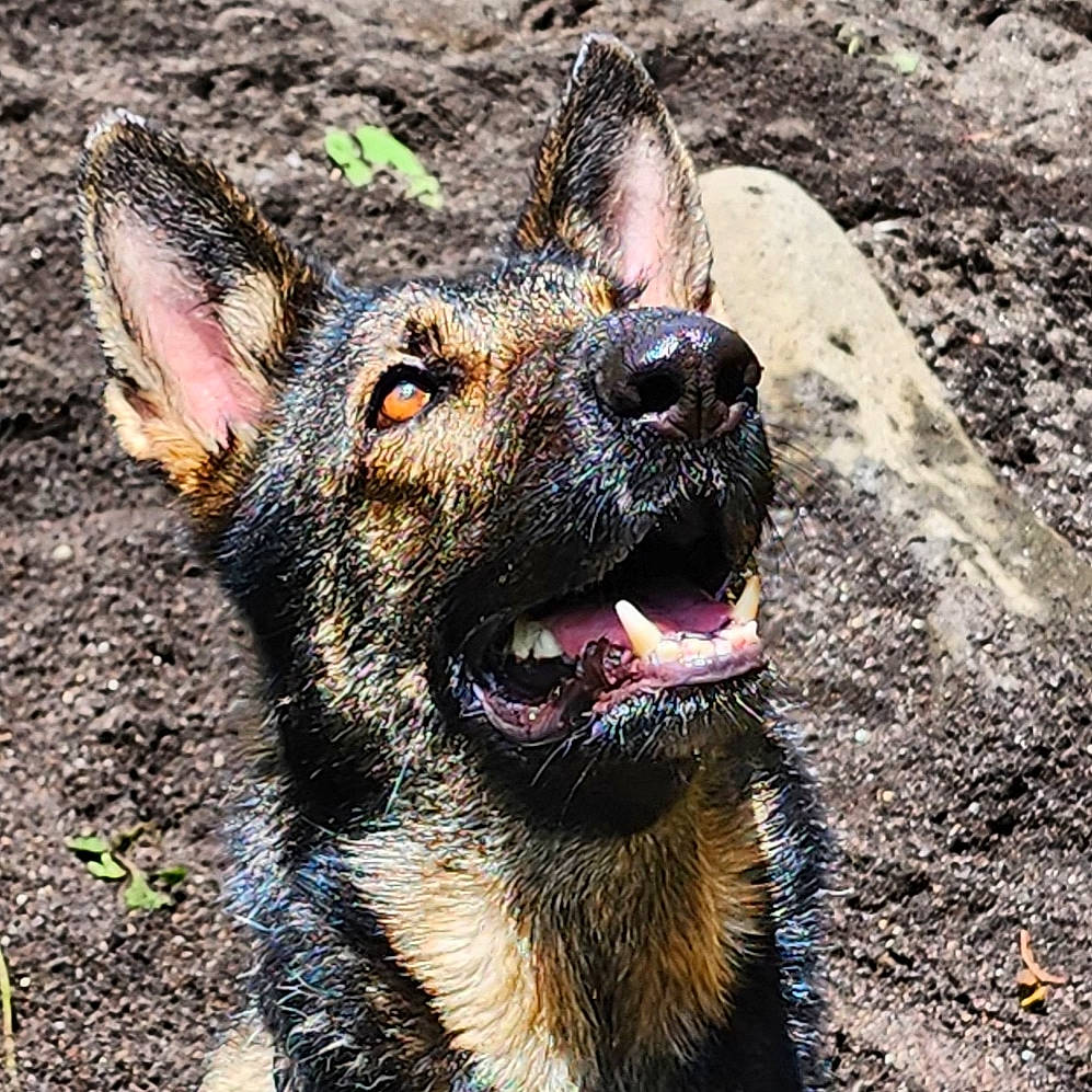 Pandora participe au concours pour gagner de l'argent avec cette photo : australian_cattle_dog, canidae, carnivore, dog, dog_breed, east_european_shepherd, eye, fawn, fur, german_shepherd_dog, herding_dog, king_shepherd, lycaon_pictus, snout, soil, sporting_group, terrestrial_animal, whiskers, working_animal, working_dog