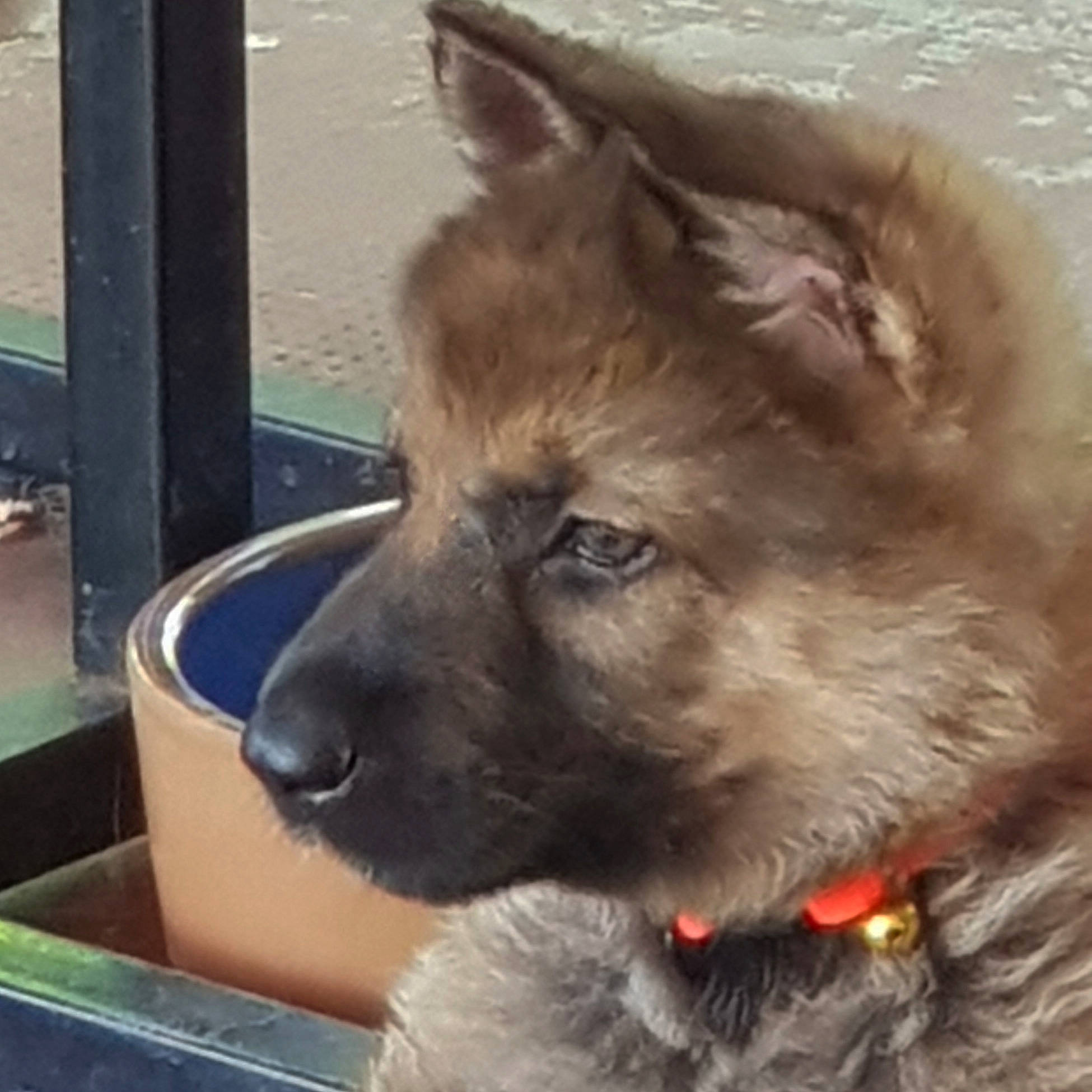 Pandora a rejoint le concours — aidez-le/la à gagner de superbes lots ! ancient_dog_breeds, canidae, carnivore, collar, companion_dog, dog, dog_breed, dog_collar, fawn, fur, german_shepherd_dog, giant_dog_breed, liver, metal, non_sporting_group, snout, sporting_group, tail, working_animal, working_dog