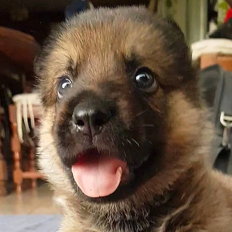 Pandora a rejoint le concours — aidez-le/la à gagner de superbes lots ! ancient_dog_breeds, bag, canidae, carnivore, close_up, companion_dog, dog, dog_breed, fawn, firefighter, fur, liver, non_sporting_group, puppy, snout, sporting_group, terrestrial_animal, toy_dog, whiskers, working_animal