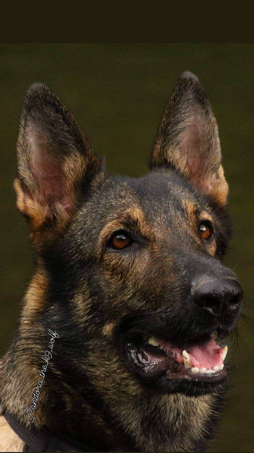 Pandora participe au concours pour gagner de l'argent avec cette photo : canidae, carnivore, dog, dog_breed, eye, fawn, fur, liver, snout, terrestrial_animal, whiskers, wildlife, working_dog