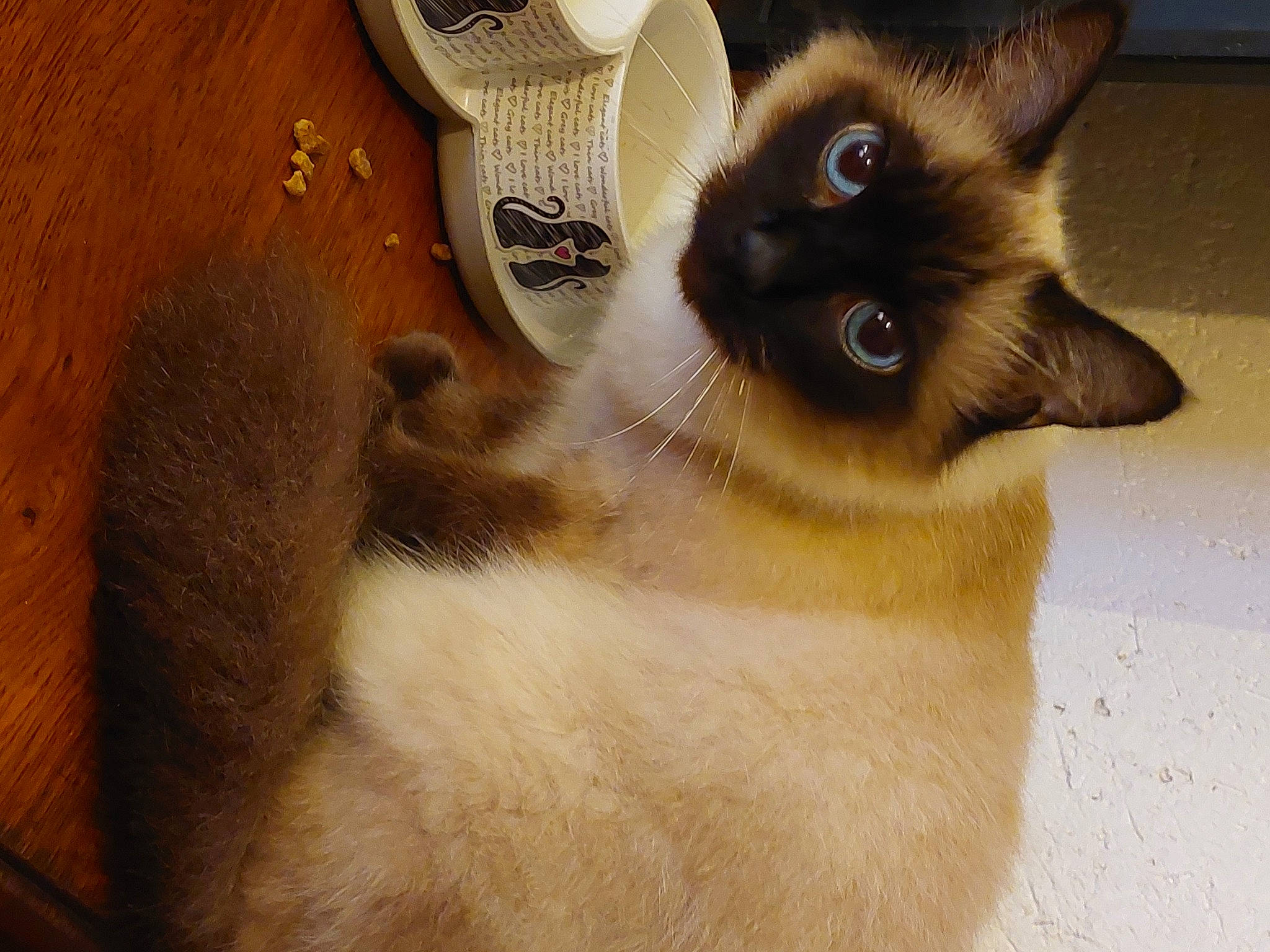 Moon participe au concours pour gagner de l'argent avec cette photo : balinese, birman, carnivore, cat, domestic_short_haired_cat, fawn, felidae, fur, iris, siamese, small_to_medium_sized_cats, snout, tail, terrestrial_animal, thai, whiskers