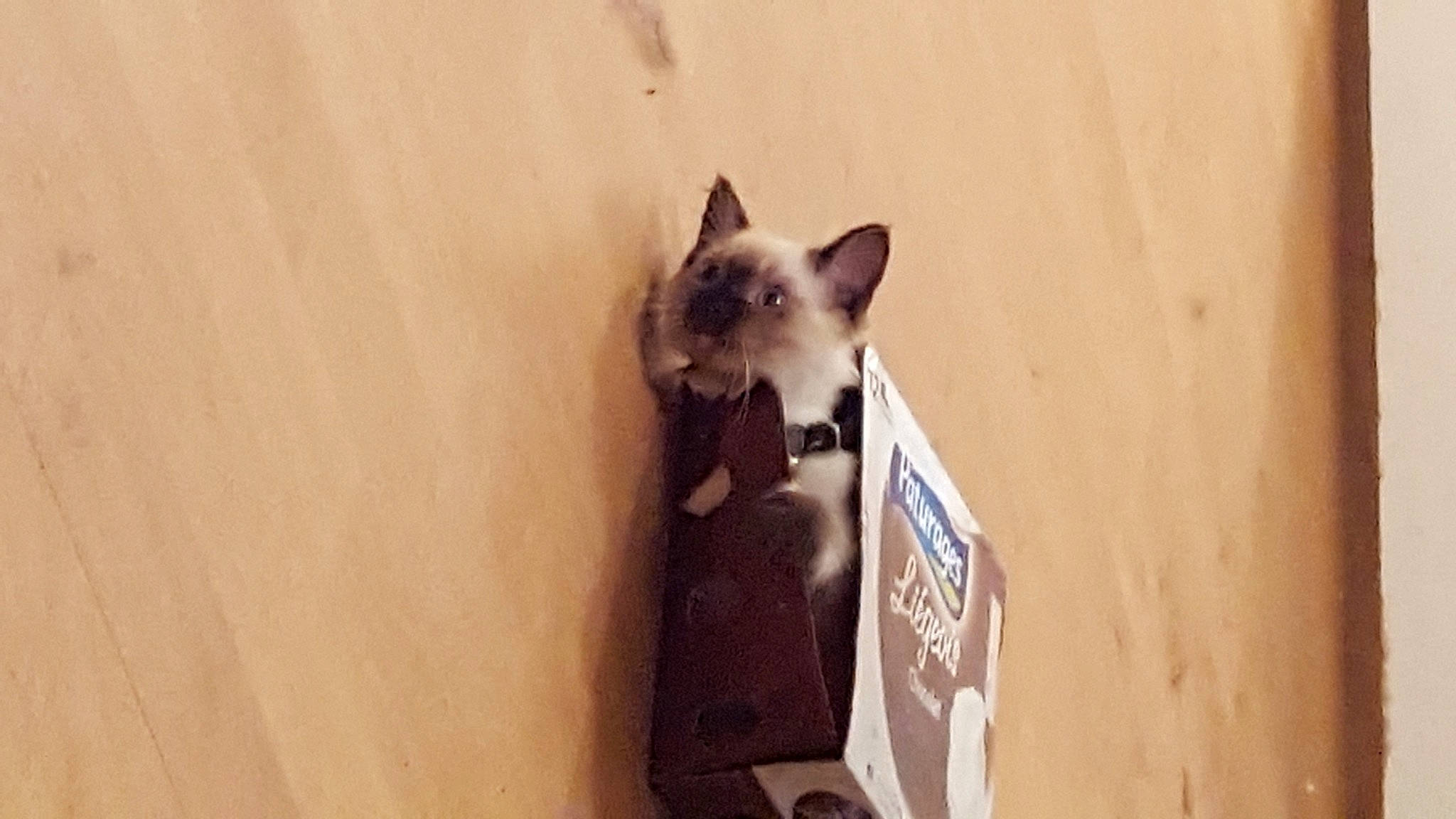 Moon a rejoint le concours — aidez-le/la à gagner de superbes lots ! balinese, birman, carnivore, cat, dog_breed, fawn, felidae, hardwood, siamese, small_to_medium_sized_cats, snout, tail, thai, whiskers, wood