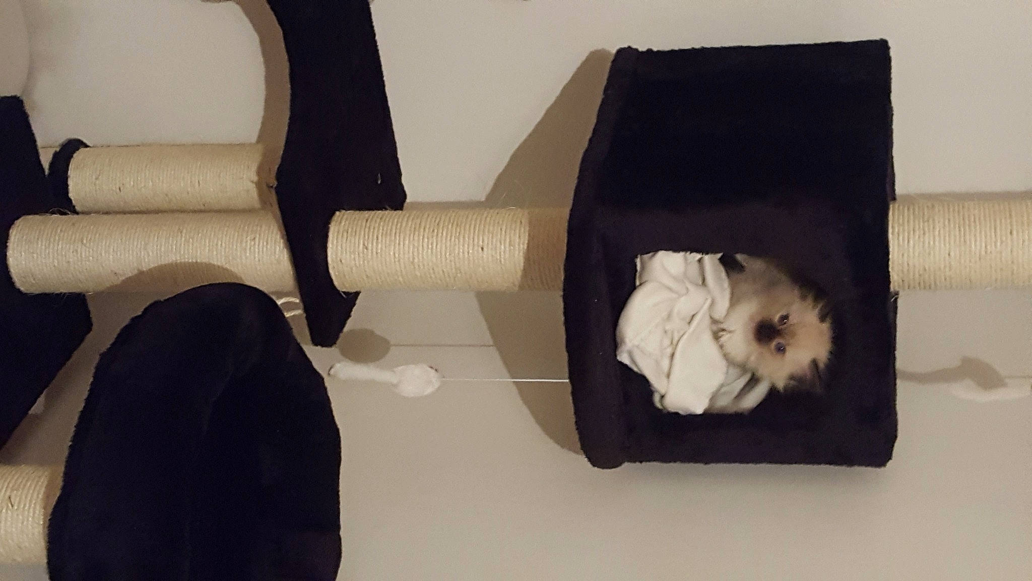 Moon a rejoint le concours — aidez-le/la à gagner de superbes lots ! armrest, black, chair, comfort, font, gesture, monochrome, monochrome_photography, paper, paper_product, rectangle, room, sitting, still_life_photography, teddy_bear, visual_arts, wood