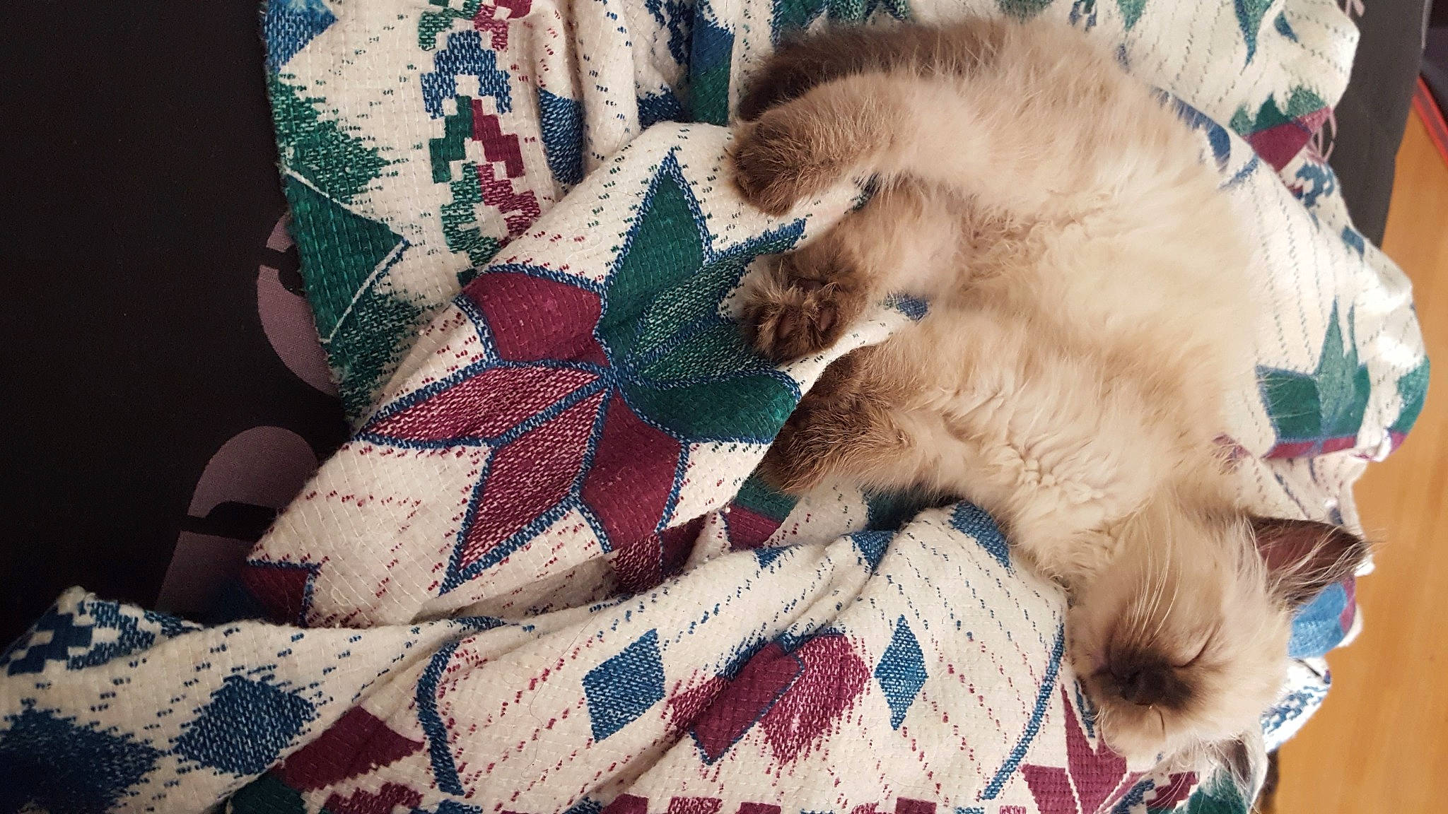 Moon a rejoint le concours — aidez-le/la à gagner de superbes lots ! bed_sheet, bedding, carnivore, carpet, cat, comfort, domestic_short_haired_cat, felidae, flooring, fur, linens, mammal, pattern, paw, small_to_medium_sized_cats, tail, textile, whiskers, wool, woven_fabric