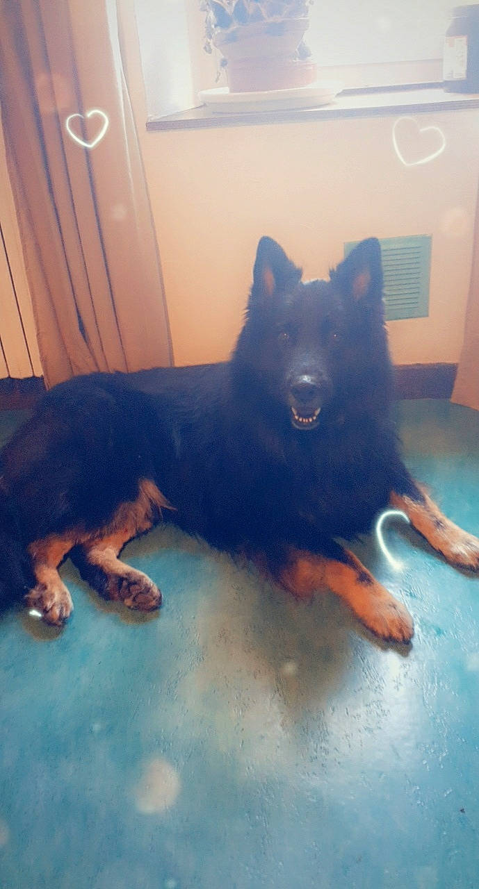 Lieutenant participe au concours pour gagner de l'argent avec cette photo : canidae, carnivore, companion_dog, dog, dog_breed, door, electric_blue, flooring, giant_dog_breed, guard_dog, herding_dog, non_sporting_group, paw, snout, sporting_group, tail, tints_and_shades, wood, working_animal, working_dog