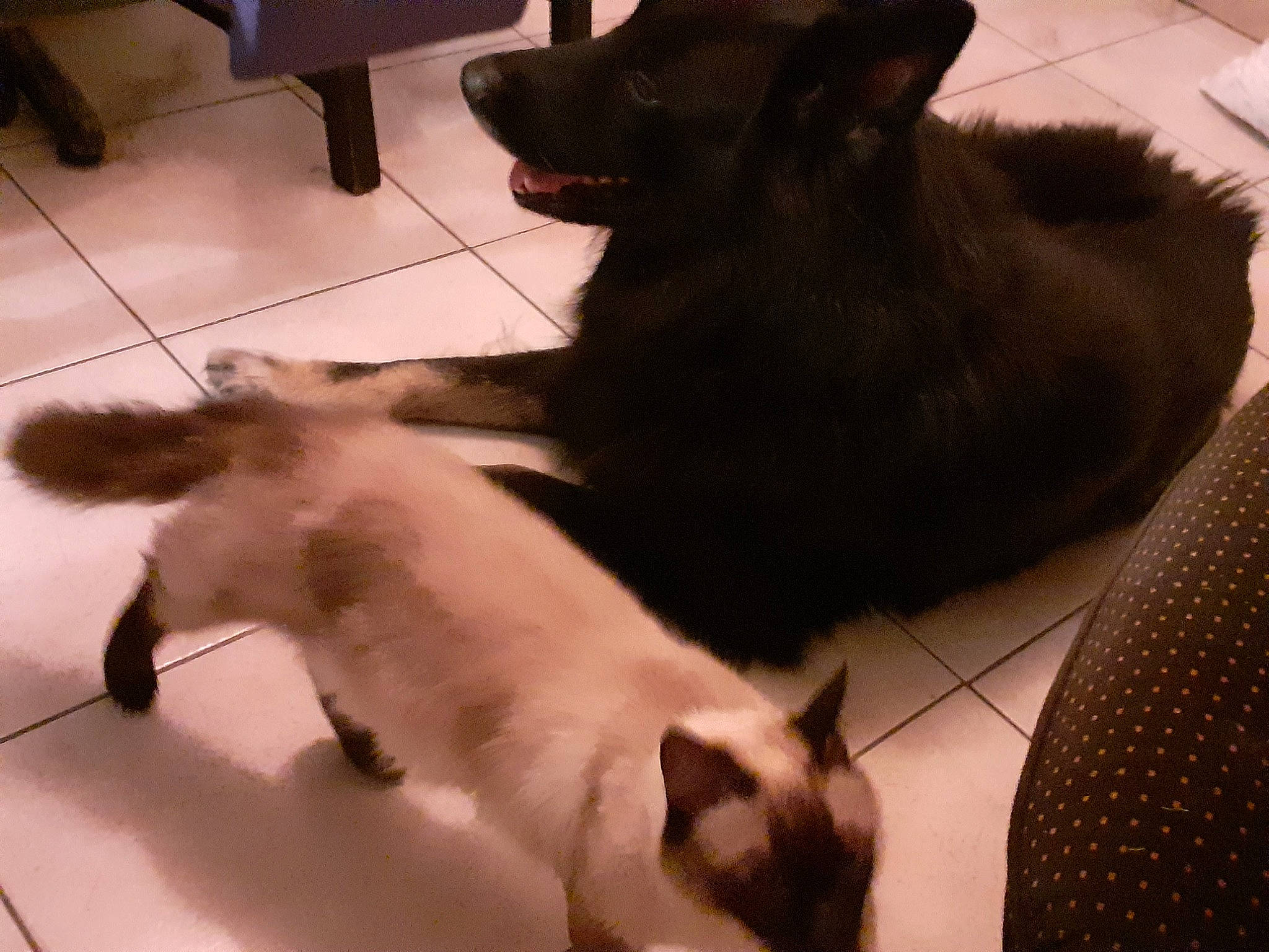 Lieutenant a rejoint le concours — aidez-le/la à gagner de superbes lots ! carnivore, cat, comfort, companion_dog, dog, dog_breed, fawn, felidae, floor, flooring, fur, mammal, paw, pet_supply, siamese, small_to_medium_sized_cats, snout, tail, whiskers, working_animal