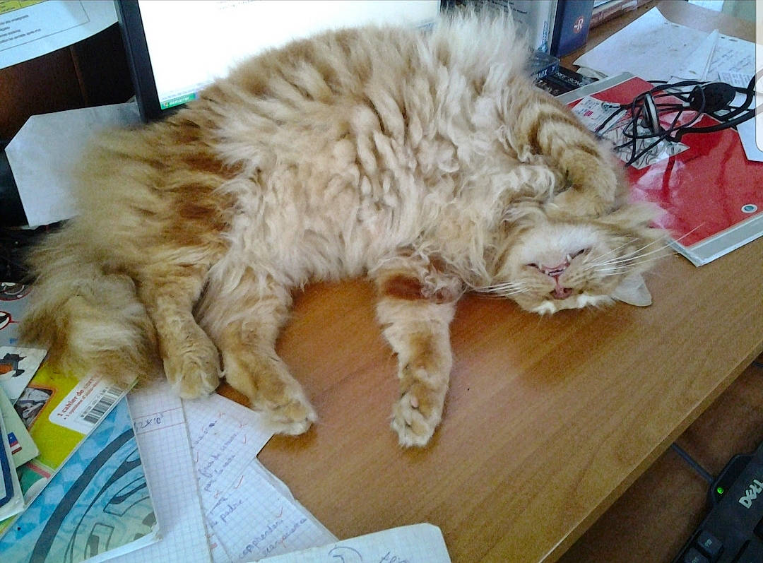 Roucky participe au concours pour gagner de l'argent avec cette photo : british_longhair, carnivore, cat, claw, comfort, domestic_short_haired_cat, felidae, fur, nap, paw, small_to_medium_sized_cats, tail, terrestrial_animal, whiskers