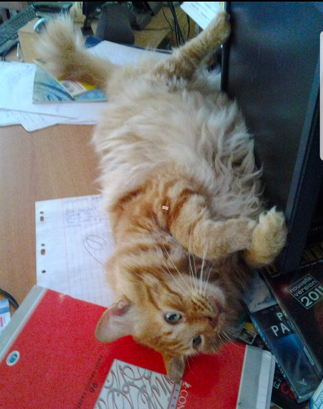 Roucky a rejoint le concours — aidez-le/la à gagner de superbes lots ! box, british_longhair, canidae, carnivore, cat, claw, comfort, companion_dog, dog_breed, domestic_short_haired_cat, fawn, felidae, fur, paw, small_to_medium_sized_cats, snout, tail, whiskers