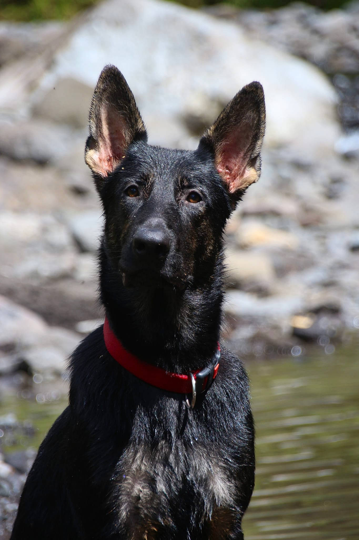 Spike participe au concours pour gagner de l'argent avec cette photo : canidae, carmine, carnivore, collar, companion_dog, dog, dog_breed, dog_collar, ear, fashion_accessory, fawn, non_sporting_group, snout, sporting_group, terrestrial_animal, throat, water, whiskers, working_animal, working_dog