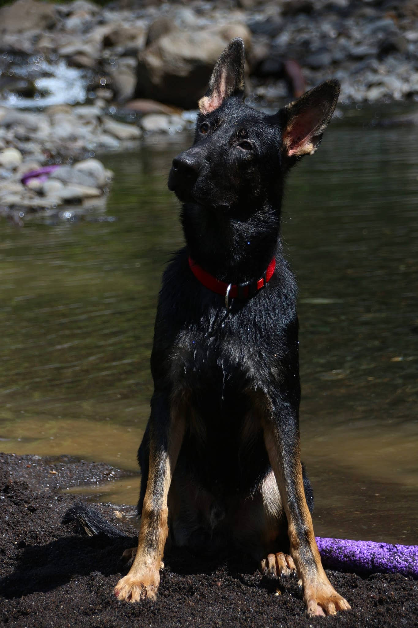 Spike a rejoint le concours — aidez-le/la à gagner de superbes lots ! canidae, carnivore, collar, companion_dog, dog, dog_breed, dog_collar, fawn, guard_dog, rock, snout, soil, sporting_group, tail, terrestrial_animal, terrier, toy_dog, water, working_animal, working_dog