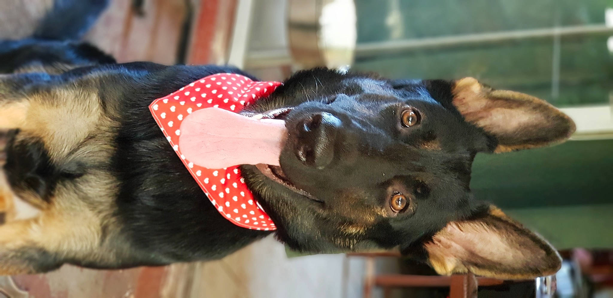 Spike a rejoint le concours — aidez-le/la à gagner de superbes lots ! canidae, carnivore, collar, companion_dog, dog, dog_breed, dog_collar, ear, fashion_accessory, fawn, fur, gesture, guard_dog, jaw, schutzhund, snout, sporting_group, whiskers, working_animal, working_dog