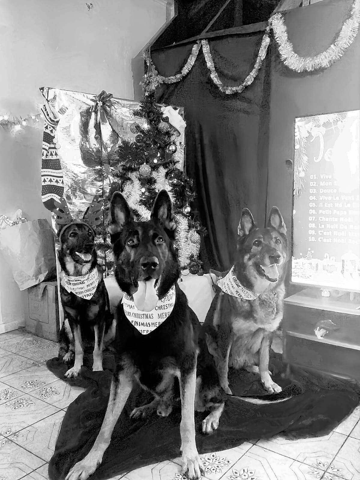 Spike participe au concours pour gagner de l'argent avec cette photo : black, canidae, carnivore, companion_dog, dog, dog_breed, dog_collar, east_european_shepherd, fashion_design, fawn, guard_dog, monochrome, monochrome_photography, photograph, snout, sporting_group, style, white, window, working_animal