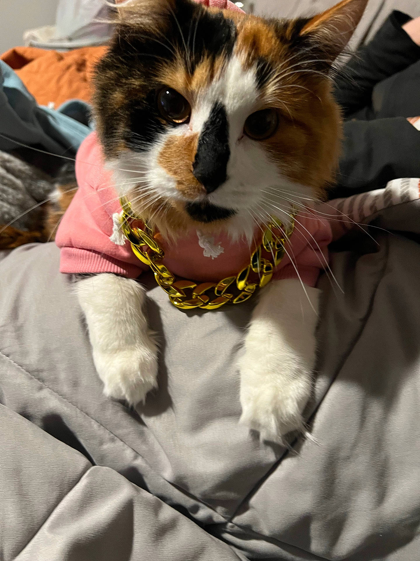 Muffin is registered to the contest to win money with this photo: abyssinian, accessories, animal, blanket, bodypart, cat, collar, couch, finger, furniture, hand, jewelry, kitten, leash, manx, mouth, necklace, person, pet, strap