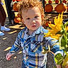 child, toddler, curly_hair, plaid_shirt, shorts, sunflower, pumpkin_patch, pumpkins, outdoor, daylight, person, fall, autumn, nature, flower, plants, greenery, dirt_ground, casual_clothing, cute
