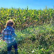 Daniel joined the competition — help win amazing prizes! child, toddler, back_view, blue_shirt, plaid_shirt, curly_hair, corn_field, greenery, outdoor, daylight, nature, plants, grass, sunny, sky, agriculture, jeans, boots, exploring, rural
