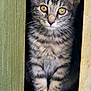 kitten, cat, tabby, gray_fur, yellow_eyes, doorway, wooden_floor, curious, pet, animal, domestic_cat, whiskers, ears, sitting, young, striped, closeup, indoor, cute, feline