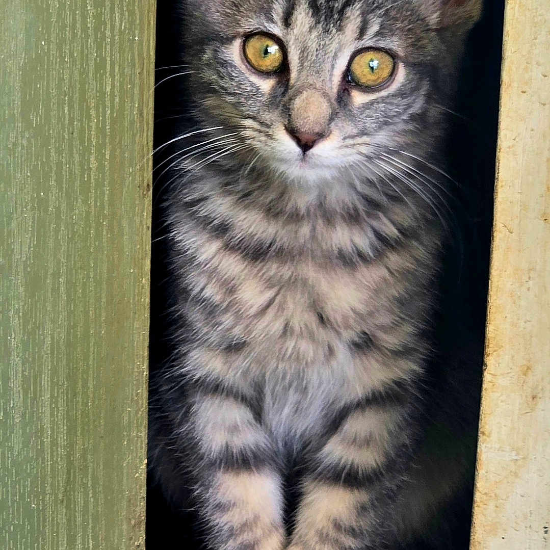 Willow joined the competition — help win amazing prizes! kitten, cat, tabby, gray_fur, yellow_eyes, doorway, wooden_floor, curious, pet, animal, domestic_cat, whiskers, ears, sitting, young, striped, closeup, indoor, cute, feline