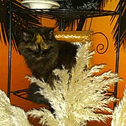Princesse participe au concours pour gagner de l'argent avec cette photo : cat, fluffy_cat, tortoiseshell, black_fur, long_hair, animal, pet, feline, sitting, portrait, yellow_eyes, ears, whiskers, pampas_grass, ornamental_grass, orange_background, indoor, shelf, metal_furniture, decor