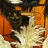 cat, fluffy_cat, tortoiseshell, black_fur, long_hair, animal, pet, feline, sitting, portrait, yellow_eyes, ears, whiskers, pampas_grass, ornamental_grass, orange_background, indoor, shelf, metal_furniture, decor